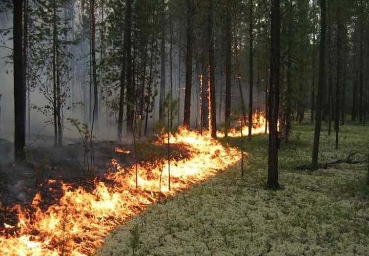 На Кубани действует самый высокий уровень угрозы пожара