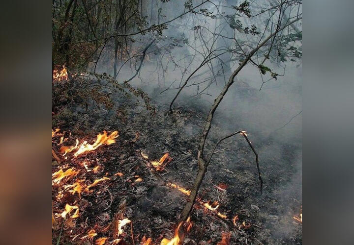 В Геленджике горел лес в районе парка «Олимп»