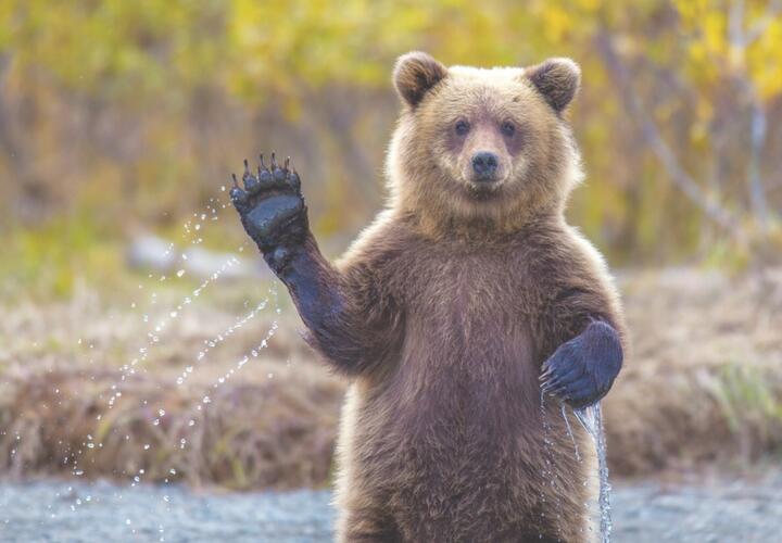 В горах Сочи косолапый показал туристам, что такое медвежья болезнь ВИДЕО