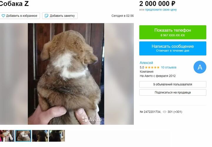 Объявление о продаже щенка за 2 млн в Краснодаре оказалось экспериментом