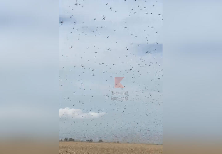 Полчища саранчи атаковали поля в Краснодарском крае ВИДЕО