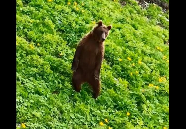 В горах Сочи туристы сняли свою встречу с медведем ВИДЕО