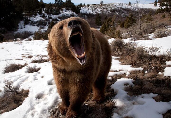 В Сочи туристы на горной тропе столкнулись с бурым медведем ВИДЕО