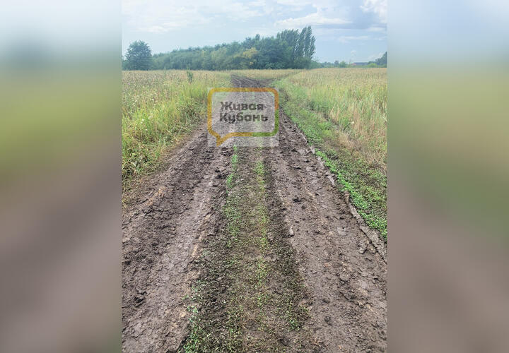 Тупик: мэрия Краснодара предложила садоводам передвигаться по бездорожью ВИДЕО