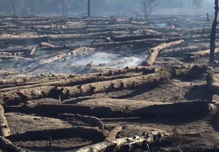 Пожар в Ростовской области уничтожил 54 гектара леса