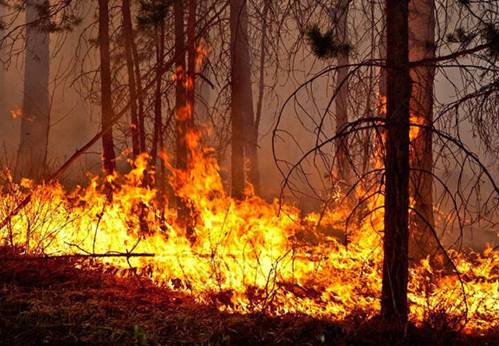 В Краснодарском крае объявлен самый высокий уровень пожароопасности