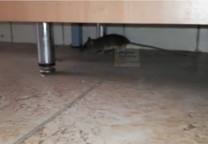 В Геленджике заведующая детсадом затравила воспитателя за видео с крысами?
