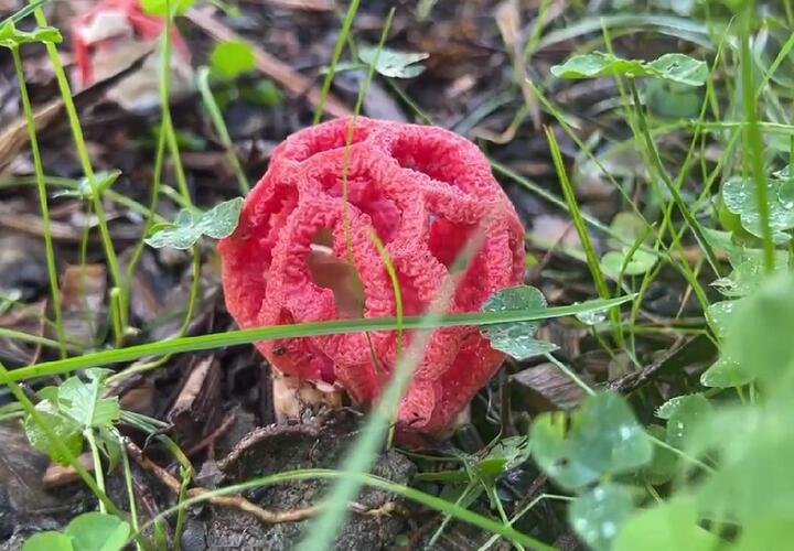 В сочинском парке вырос смертельно опасный гриб