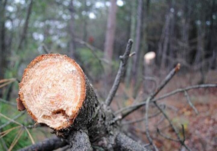 Житель Кубани, убирая сухостой, «случайно» спилил 250 деревьев