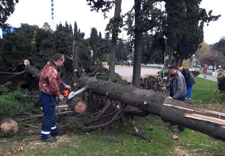 Шквалистый ветер повалил деревья в Туапсе