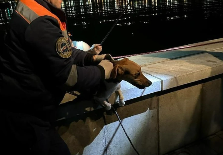 В Новороссийске спасатели пришли на помощь прыгнувшей с пирса собаке