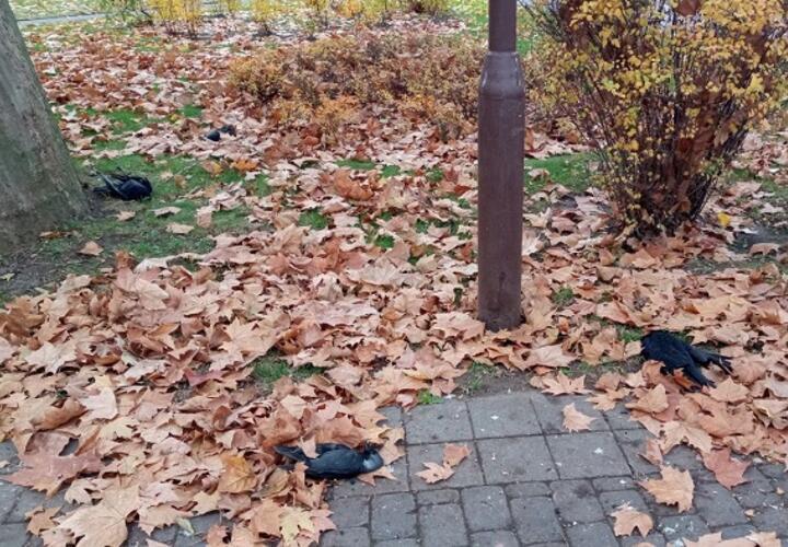 Ветеринары не нашли болезней у массово погибших птиц в Краснодаре