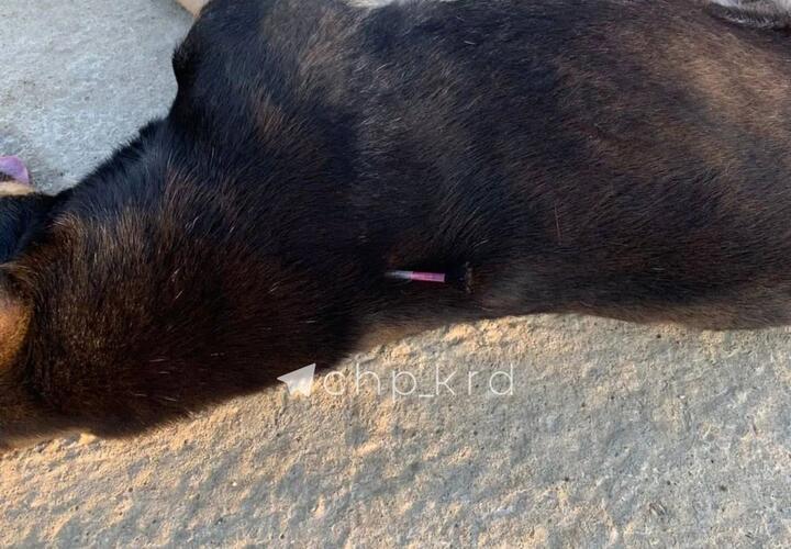 Прокуратура начала проверку массового убийства собак под Краснодаром