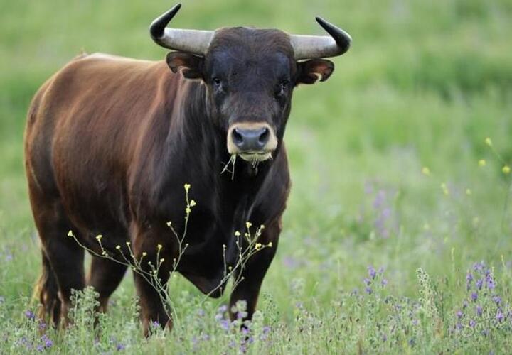 На Кубани работник фермы украл и продал четырнадцать быков