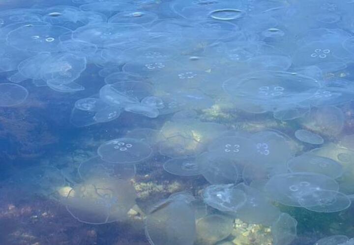 У берегов Геленджика запечатлели нашествие медуз 