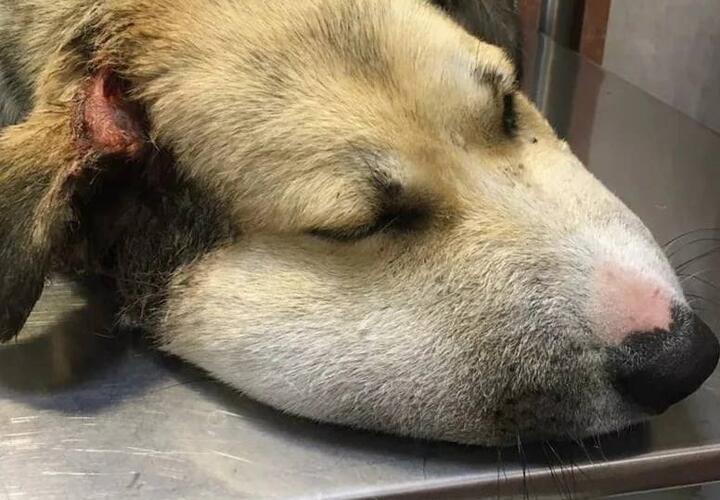 В Новороссийске живодеры перетянули щенку горло проволокой, но он выжил