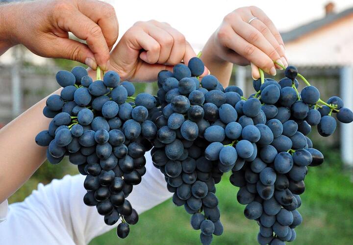 Захотелось витаминов: житель Кубани украл полторы тонны винограда