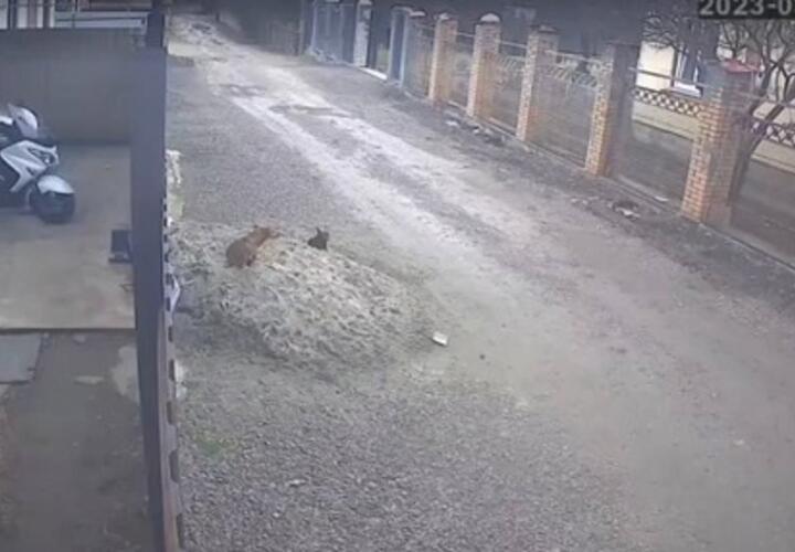 Полиция проверяет стрельбу в собак в Краснодаре