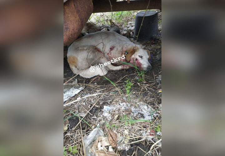 Жители Краснодара обвинили тракториста в расстреле собак