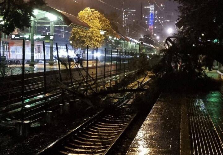 Упавшие деревья и парализованное движение: ночной ураган основательно потрепал Сочи