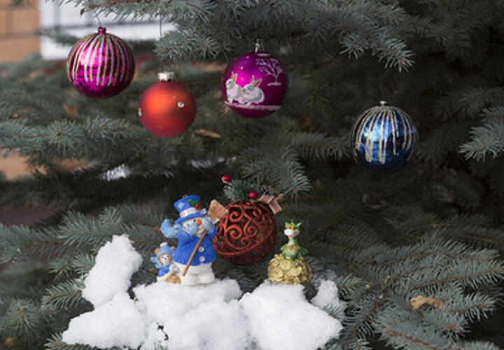 От 16 тысяч: жительница Краснодара оказалась шокирована ценами на живые новогодние елки