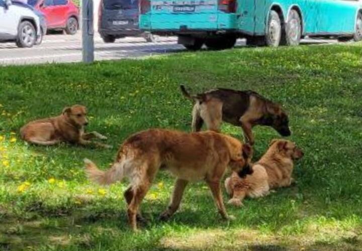  В Геленджике бродячие собаки кидаются на прохожих