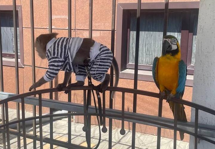 В полицию Геленджика доставили попугая и обезьянку