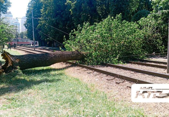 Из-за поваленного ветром дерева в Краснодаре остановилось движение трамваев