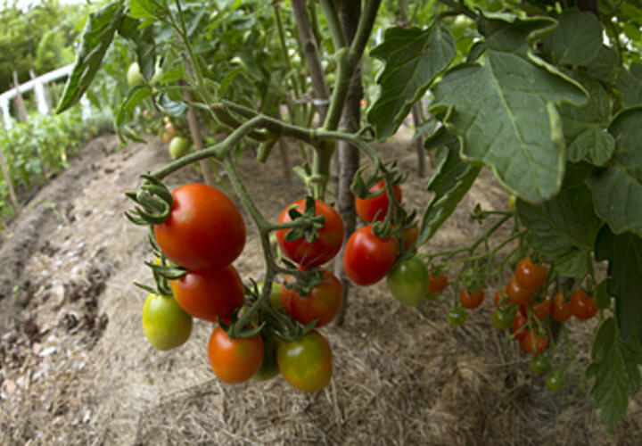 Краснодарский край стал лидером по использованию пестицидов в сельском хозяйстве