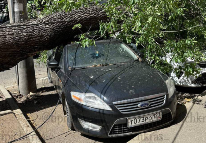 В Краснодаре дерево рухнуло на четыре автомобиля