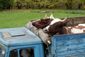 Нелегальные коровы: на Кубани водитель перевозил скот без документов