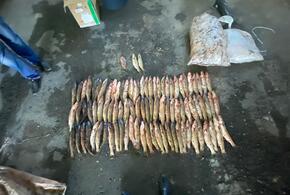 Остались без рыбки: в Темрюке полицейские задержали браконьеров 
