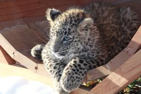 Тривиально назвали детеныша леопарда в Сочи