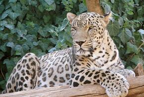В горах Кавказа нашли мертвой самку леопарда