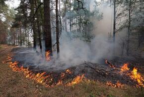 В Геленджике произошел лесной пожар