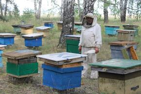 В Госдуме предлагают установить правовые основы развития пчеловодства