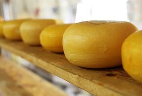 В Краснодаре выявлено 650 килограммов опасного сыра