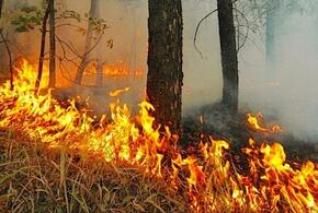 В Краснодарском крае пожар уничтожил 10 га леса