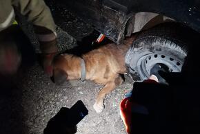 В Новороссийске собака застряла в бампере автомобиля