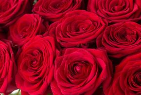 «60 алых роз»: краснодарец украл цветы и подарил их прохожей