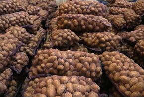 На Кубани украли 54 тонны картофеля