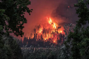 Найдены поджигатели леса в Сочи