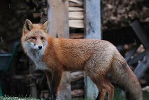 По Новороссийску разгуливают голодные лисы (ВИДЕО)