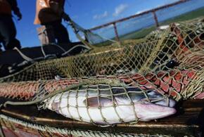 Рыболов-браконьер нанес полумилионный ущерб биосфере Азовского моря