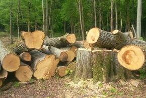 В Анапе вырубили более ста деревьев на восемь миллионов рублей