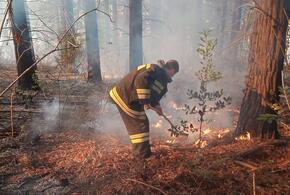 В Краснодарском крае растет площадь лесных пожаров