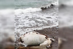 В Новороссийске на берегу моря обнаружили труп животного