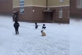 В Новороссийске стая собак накинулась на ребенка