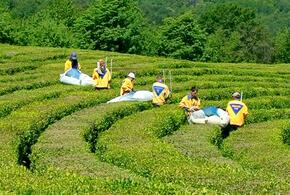 В Сочи почти вся территория чайных плантаций покрылась сорняками