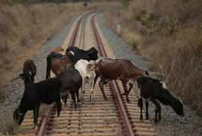 В Сочи поезд протаранил стадо коров